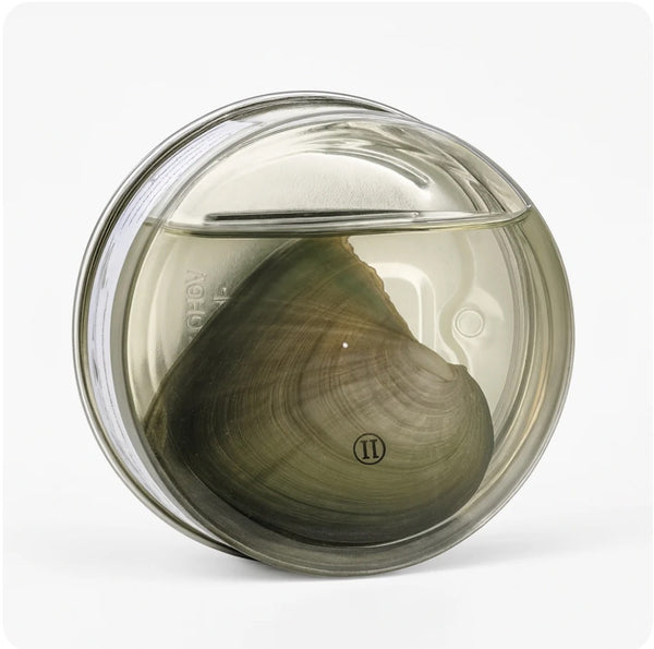 Sea Oyster Love Necklace Kit